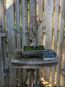Crabapple Bonsai Tree